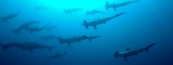  Scalloped hammerhead