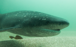  Greenland Shark