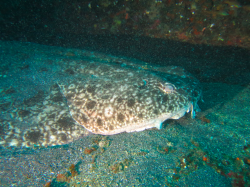  Clouded Angelshark