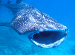  Whale Shark 2