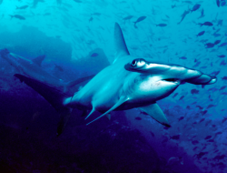  Scalloped Hammerhead