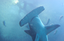  Great Hammerhead