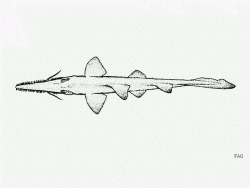  Short-nose Sawshark 1