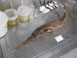  Short-nose Sawshark 2