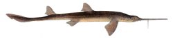  Short-nose Sawshark 3