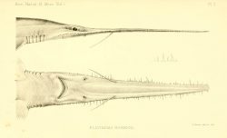 Six-gill Sawshark