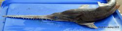  Sixgill Sawshark 2