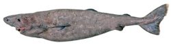 Southern Sleeper Shark