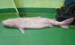  Southern-sleeper-Shark