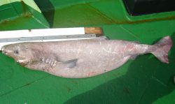  Southern-sleeper-shark