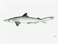  Spade-nose Shark 3
