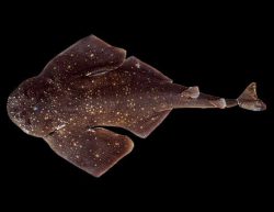 Argentine Angelshark