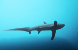 Common Thresher Shark