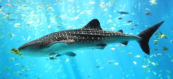  WhaleShark