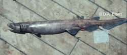  african frilled shark 1