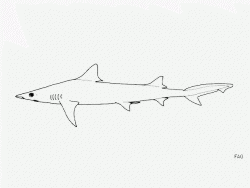  atlantic weasel shark 2