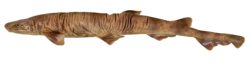 Blotched Catshark