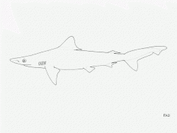  borneo shark 2