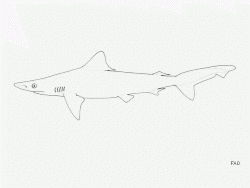 Borneo Shark