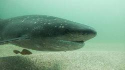  broadnose sevengill shark 1