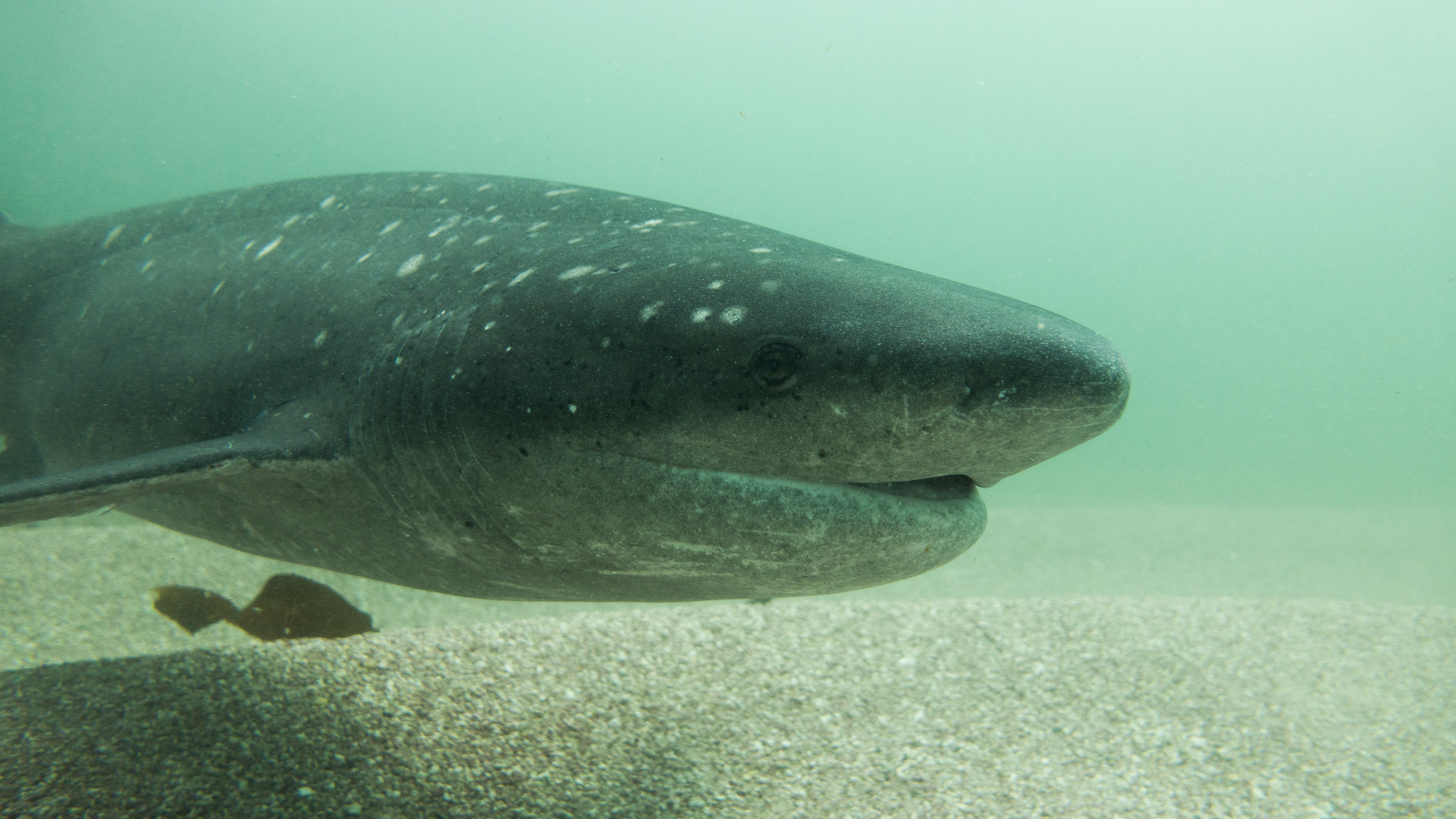 Broadnose Sevengill Shark | Notorynchus cepedianus | Shark Database