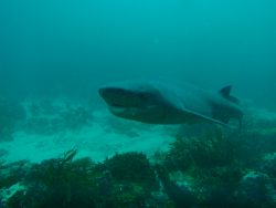  broadnose sevengill shark 3