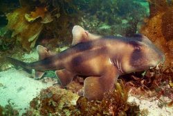 Crescent Bullhead Shark