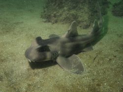  Crested Bullhead Shark
