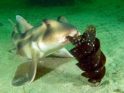  Crested Bullhead Shark