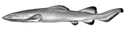  false catshark 2