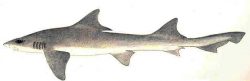  flapnose houndshark 1