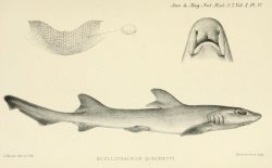  flapnose houndshark 2