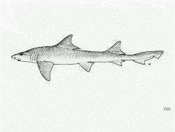  flapnose houndshark 3