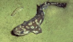  galapagos catshark 1