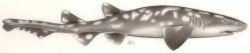  galapagos catshark 2