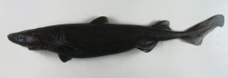  great lanternshark 1