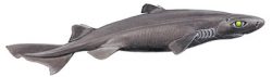  great lanternshark 2