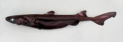  great lanternshark 3