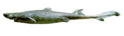  green lanternshark 2