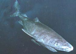  Greenland Shark