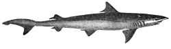  hooktooth shark 1