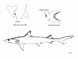  hooktooth shark 2