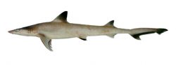  hooktooth shark 3