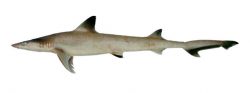  hooktooth shark 3