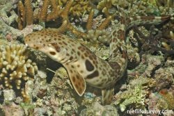  indonesian speckled carpetshark