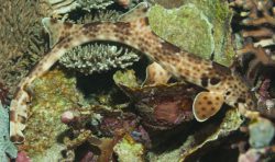  indonesian speckled carpetshark