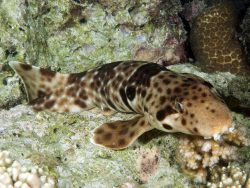  indonesian speckled carpetshark