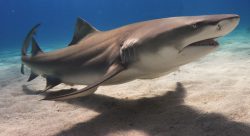  lemon shark 1