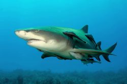  lemon shark 2