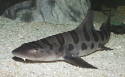  leopard shark 2